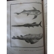 Buffon Histoire naturelle 1749- 1804 44 vol in quarto en reliure uniforme plein veau 1269 planches