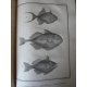 Buffon Histoire naturelle 1749- 1804 44 vol in quarto en reliure uniforme plein veau 1269 planches