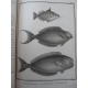 Buffon Histoire naturelle 1749- 1804 44 vol in quarto en reliure uniforme plein veau 1269 planches