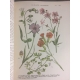 Coutière Henri Le monde vivant Histoire naturelle illustrée 262 planches couleurs Edition originale Bel exemplaire