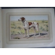 Les chiens de chasse Manufrance bel exemplaire de 1938, superbes gravures de chiens en couleur