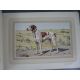 Les chiens de chasse Manufrance bel exemplaire de 1938, superbes gravures de chiens en couleur