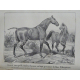 Cardini Dictionnaire Hippiatrique et Equitation Cheval Chevaux art vétérinaire dressage Haras 1848