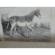 Cardini Dictionnaire Hippiatrique et Equitation Cheval Chevaux art vétérinaire dressage Haras 1848