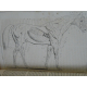 Cardini Dictionnaire Hippiatrique et Equitation Cheval Chevaux art vétérinaire dressage Haras 1848