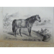 Cardini Dictionnaire Hippiatrique et Equitation Cheval Chevaux art vétérinaire dressage Haras 1848