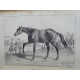 Cardini Dictionnaire Hippiatrique et Equitation Cheval Chevaux art vétérinaire dressage Haras 1848