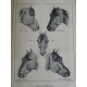 Cardini Dictionnaire Hippiatrique et Equitation Cheval Chevaux art vétérinaire dressage Haras 1848