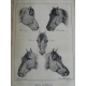 Cardini Dictionnaire Hippiatrique et Equitation Cheval Chevaux art vétérinaire dressage Haras 1848