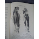 Testut Traité d'anatomie humaine Paris Edition originale Tome 1 1893 figures anatomiques