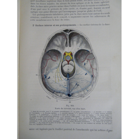 Testut Traité d'anatomie humaine Paris 2eme édition 1893 -1894 3/3 volumes figures anatomiques