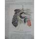 Testut Traité d'anatomie humaine Paris 4eme édition 1899 -1901 4/4 volumes figures anatomiques