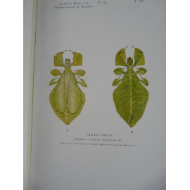 Bordas L. Entomologie Rare Anatomie interne des Phyllies Dédicace à Vialetton Planches couleurs