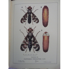 Balachowsky Mesnil Les insectes nuisibles aux plantes cultivés, leurs mœurs leur destruction Agriculture écologie Arboriculture