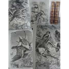 Brehm, Gerbe, Vie des animaux illustrés, Oiseaux 40 hors-texte et nombreuses gravures in texte.