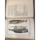 Lacépède [Buffon] Histoire des Cétacées [Cétacés] Baleines Dauphins Cachalots...Edition originale An XII 1804 Rare.