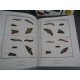 Geant Folio Les insectes Rosêl von Rosenhof, Citadelles Mazenod Sous emboitage Cadeau ouvrage de référence