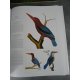 Geant Folio Les oiseaux Buffon Martinet Citadelles Mazenod Sous emboitage 1008 Gravures