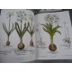 Geant Folio Basilius Besler L'herbier des 4 saisons Botanique Flore Citadelles Mazenod Sous emboitage