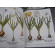 Geant Folio Basilius Besler L'herbier des 4 saisons Botanique Flore Citadelles Mazenod Sous emboitage