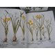 Geant Folio Basilius Besler L'herbier des 4 saisons Botanique Flore Citadelles Mazenod Sous emboitage
