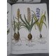 Geant Folio Basilius Besler L'herbier des 4 saisons Botanique Flore Citadelles Mazenod Sous emboitage