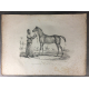 Carle Vernet Grande Lithographie Originale Cheval Horse Jument persanne Delpech