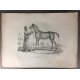 Carle Vernet Grande Lithographie Originale Cheval Horse Jument persanne Delpech