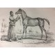 Carle Vernet Grande Lithographie Originale Cheval Horse Jument persanne Delpech