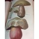 Cordier Les champignons de la France Rothschild 1870 Superbes planches couleur Mycologie reliure maroquin