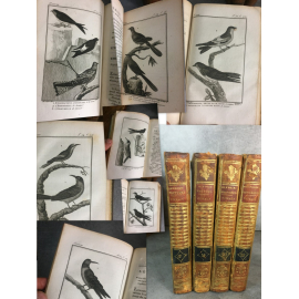Sonnini Buffon Histoire naturelle oiseaux Tome 18,19,20,22Coucou hupes, hirondelles pic ornithologie 31 planches