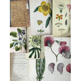 Recueil de plantes coloriées, pour servir a l'intelligence des lettres elémentaires sur la botanique de J.J. Rousseau