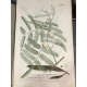 Philipp Millers 244 planches grand format in folio rehaussées pour Tournefort et Linné 1768 Art Gravure botanique