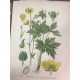 Masclef Atlas des plantes de France Utiles nuisibles ornementales 400 planches coloriées 1891