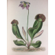 Le Règne végétal traité de botanique général édition dite des successeurs complet 411 planches colorées gommées splendide