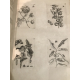 Merian Histoire des insectes de l'Europe Planches gravés geant folio entomologie botanique