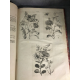 Merian Histoire des insectes de l'Europe Planches gravés geant folio entomologie botanique