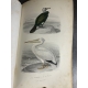 Buffon, Sainte-Beuve Galerie d'histoire naturelle tirée des oeuvres complètes de Buffon ornée de trente deux gravures sur acier
