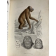 Buffon, Sainte-Beuve Galerie d'histoire naturelle tirée des oeuvres complètes de Buffon ornée de trente deux gravures sur acier