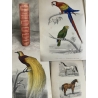 Buffon, Sainte-Beuve Galerie d'histoire naturelle tirée des oeuvres complètes de Buffon ornée de trente deux gravures sur acier