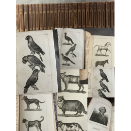 Buffon Cuvier 26 volumes 221 planches gravées mammifères et oiseaux bel ensemble avec gravures