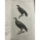 Buffon Cuvier 26 volumes 221 planches gravées mammifères et oiseaux bel ensemble avec gravures
