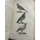 Buffon Cuvier 26 volumes 221 planches gravées mammifères et oiseaux bel ensemble avec gravures