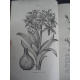 Lyon horticole Horticulture fleur 1884 a 1888 5 ans gravures en noir