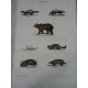histoire naturelle des animaux Zoologie du jeune age Lereboullet Strasbourg derivaux 1860 [buffon]
