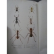 Lubbock Fourmis abeilles guèpes Planches en couleurs 1883 bibliothèque scientifique