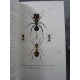 Lubbock Fourmis abeilles guèpes Planches en couleurs 1883 bibliothèque scientifique